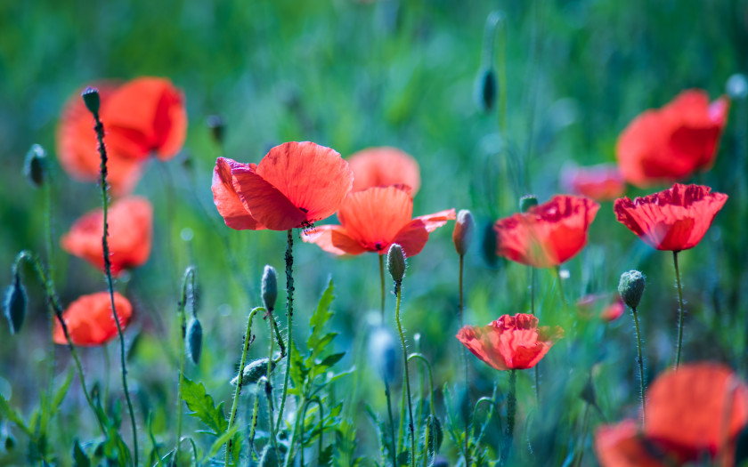 poppies natlas CC BY NC ND 2.0